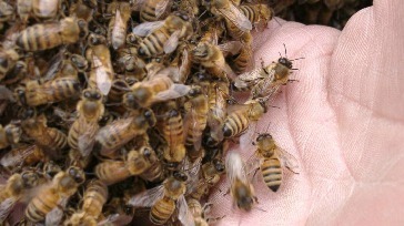 bay area bee busters gallery pic