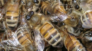 bay area bee busters gallery pic