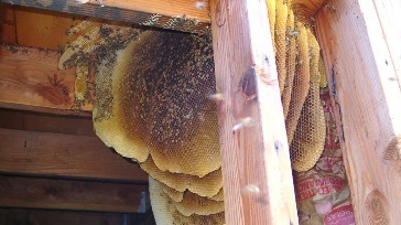 bay area bee busters gallery pic