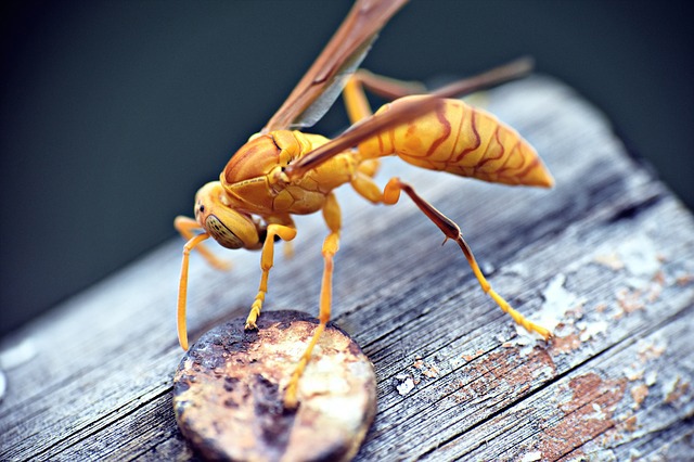 Paper Wasps