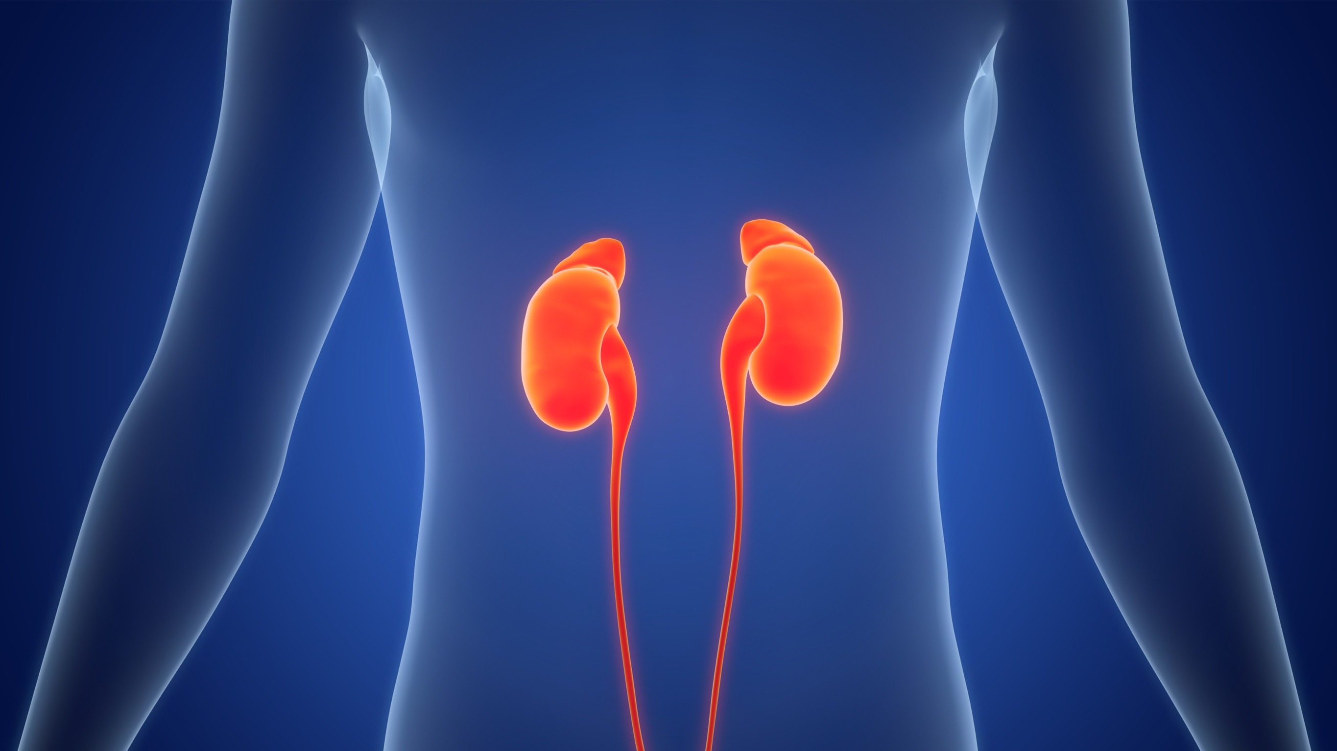 kidney illustration in body