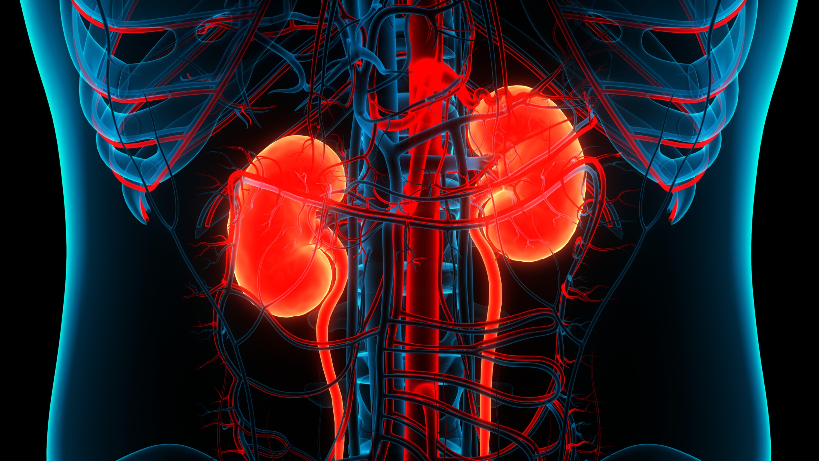 3D illustration of kidneys highlighted in red for CKD and T2D therapy.