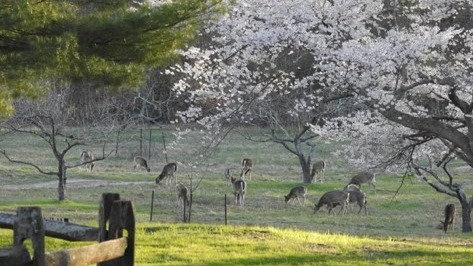 Whitetail deer causing damage to suburban landscaping with trampled plants.