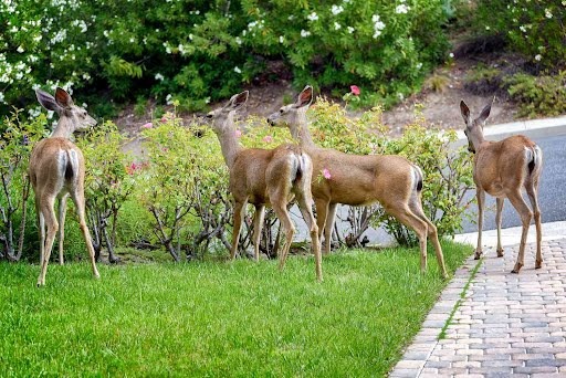 natural deer habitat, in serene stillness, resting in meadow, photorealistic, undulating hills with wildflowers and tall grasses, highly detailed, gentle breeze swaying plants, 50mm f/1.4 lens, pastel blossoms, golden hour glow, shot with a zoom lens
