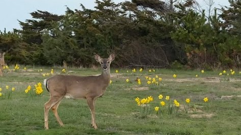 Whitetail deer grazing in a suburban yard at golden hour.