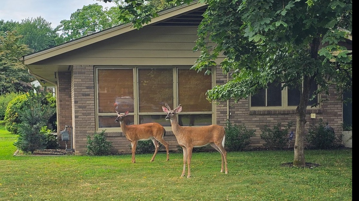 Whitetail deer grazing in a landscaped yard, homeowner observing from window.