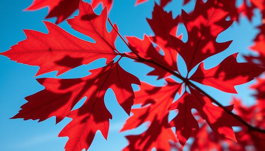 Red oak leaves in sunlight for tree maintenance awareness.
