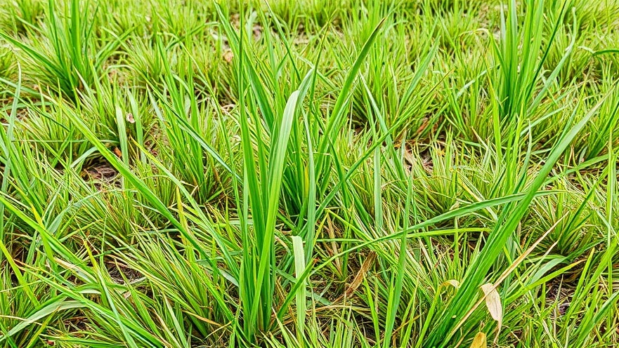 Lawn care tips for improving soil quality and grass types in Maryland with partially dying grass.