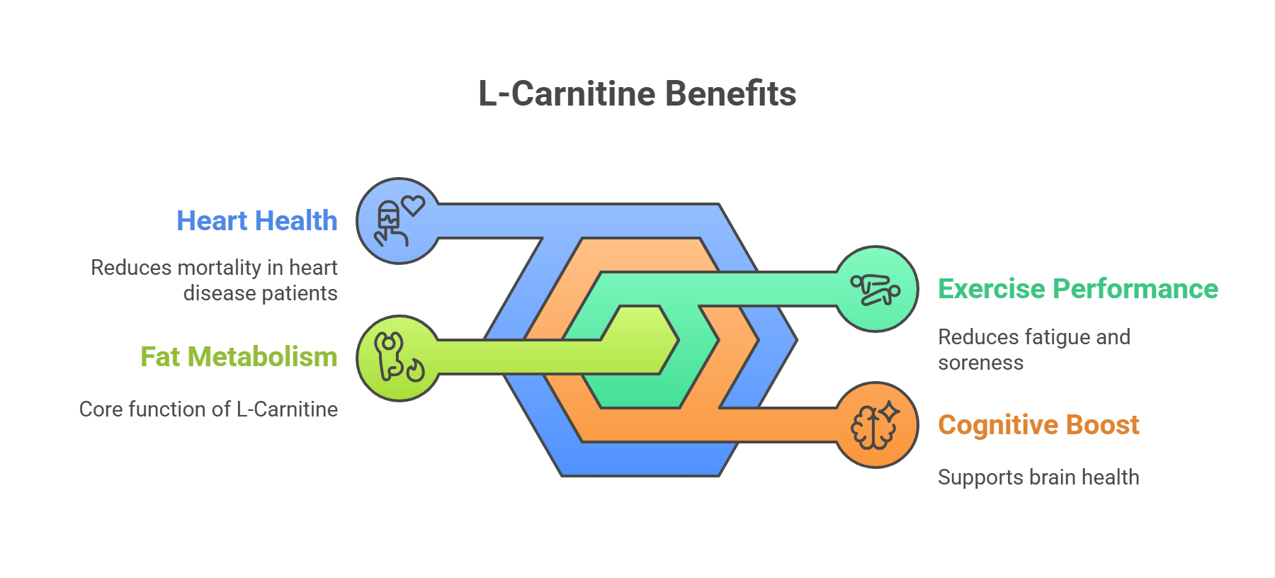 L-Carnitine Benefits
