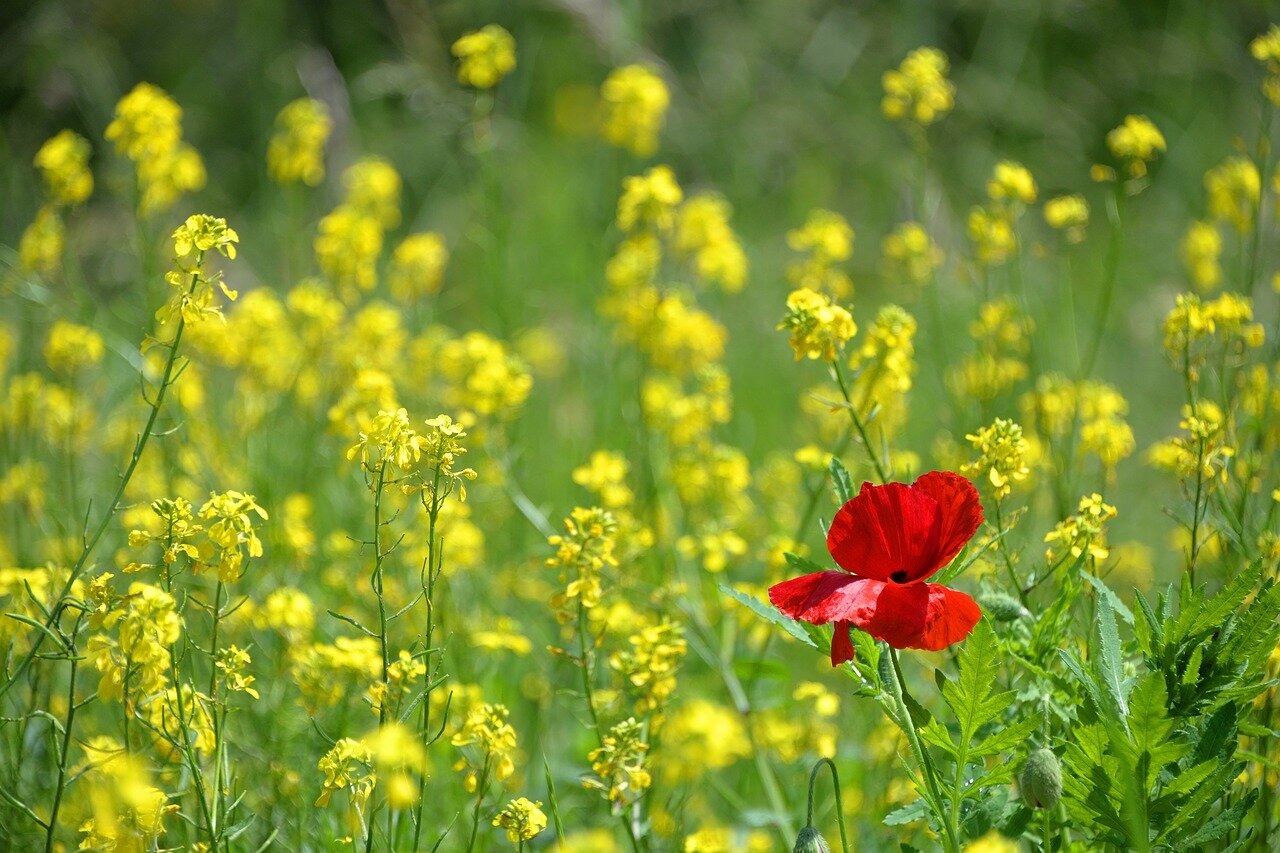 red butterfly in field of yellow flowers