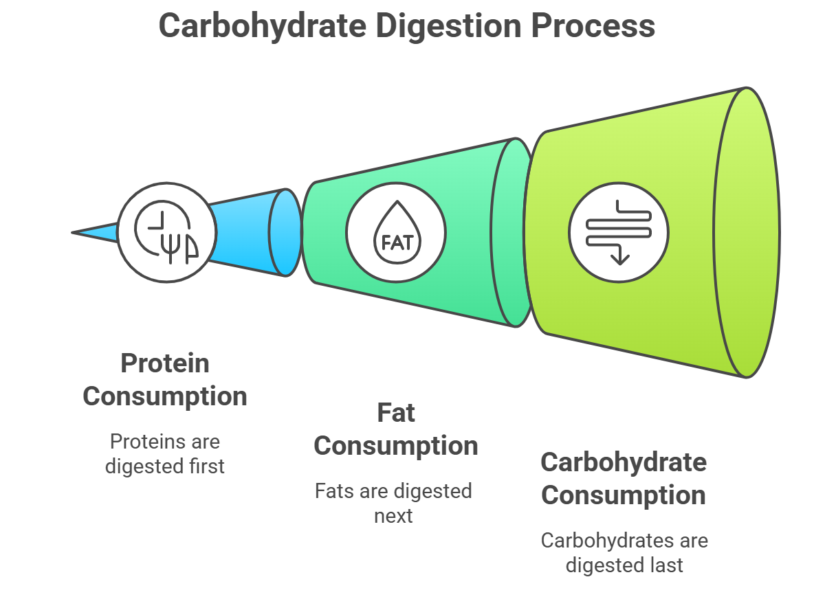 Carbohydrate Digestion Process