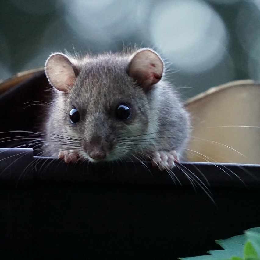 Mouse made a home and clogged Gutter