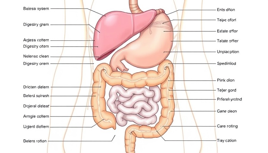 Labeled anatomical diagram of human digestive system with large intestine.