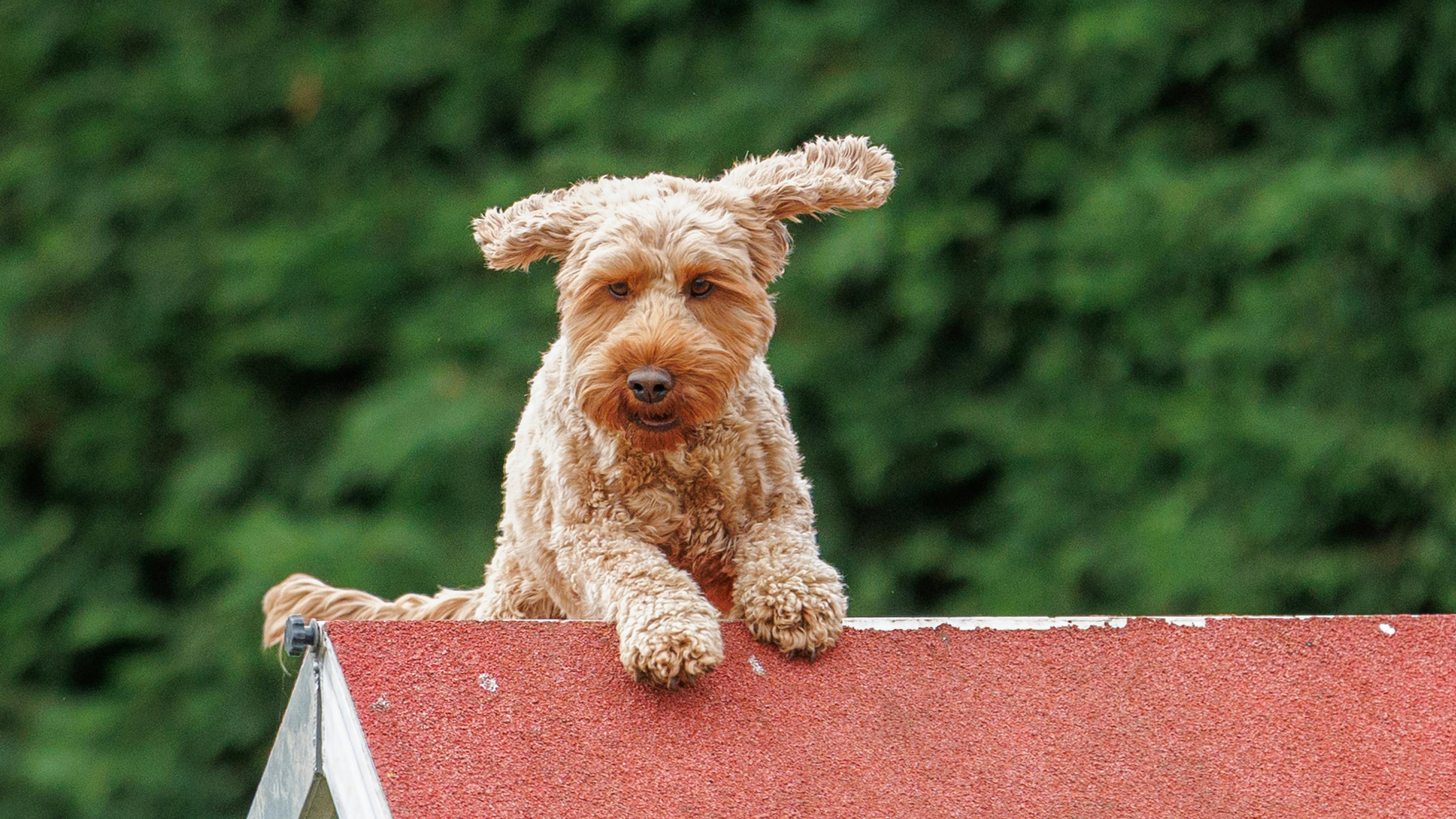 Responsive pet care website on devices, demonstrating can dogs have panic attacks.