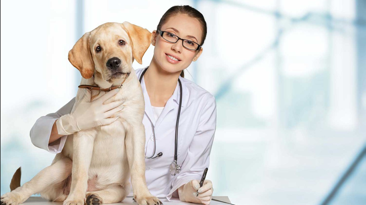 Small dog on promotional banner for Whole Dog Journal.