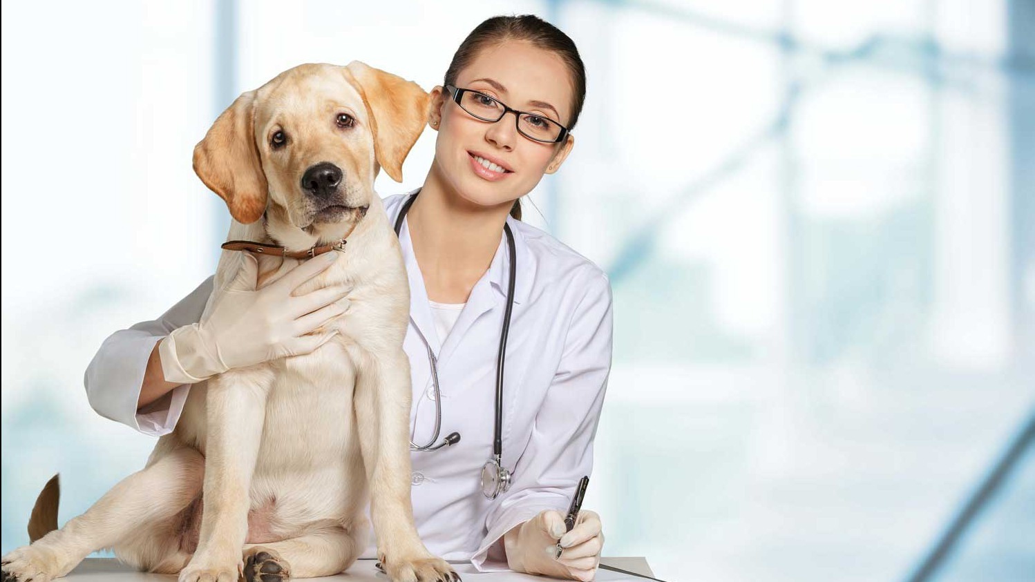 Customer review praising dog gut health nutrition.