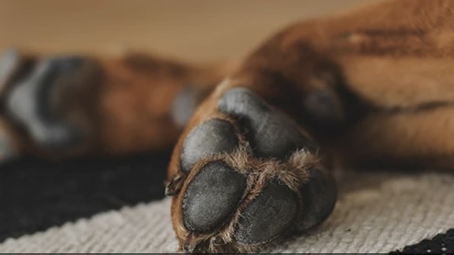 Close-up of a dog's paw revealing yeast dermatitis in warm lighting.