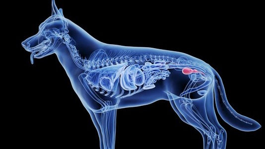 X-ray of dog's abdomen showing bladder stones for pet urinary health tips.
