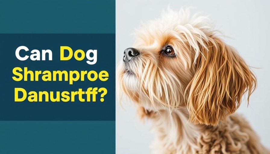 Can Dog Shampoo Cause Dandruff? (The Story That Started It All)