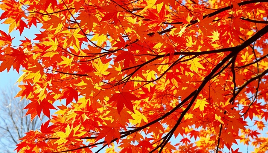 Vermont Arborist Day of Service vibrant autumn maple leaves.