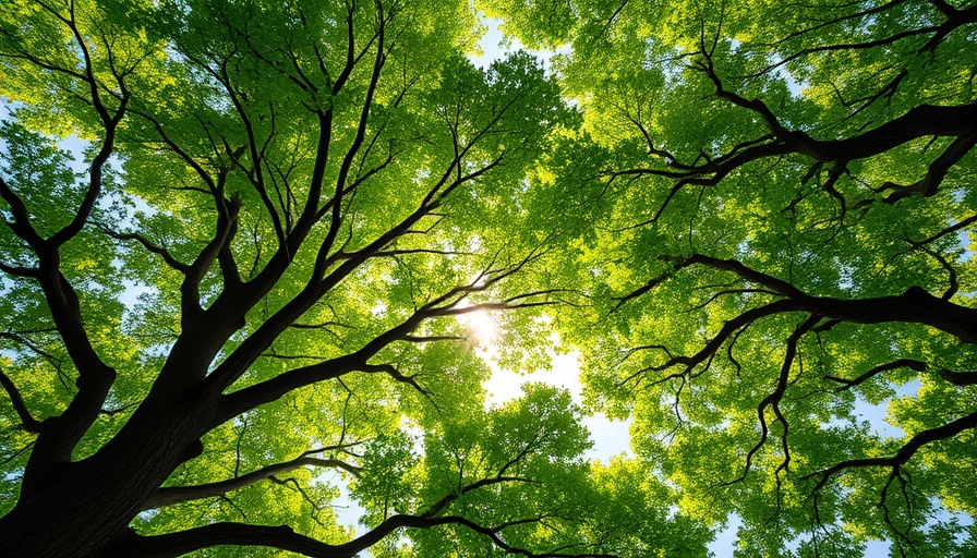 Lush tree canopy on Elder Tree Care Day in Cobourg.