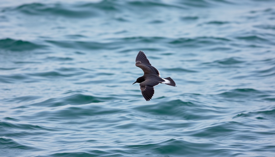 Wilson’s Storm-Petrel gliding over ocean waves with wings spread wide.
