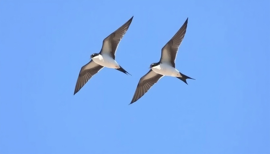 White-throated swifts in flight during courtship in blue sky.