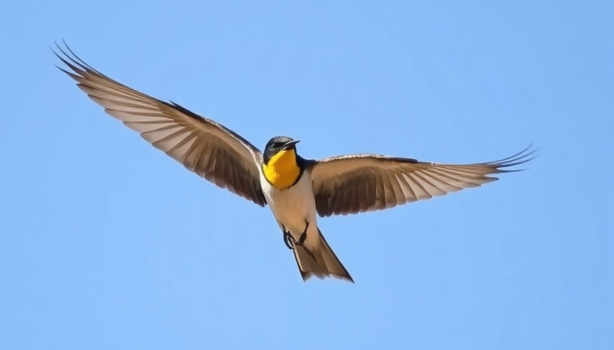 Kingbird flying with outstretched wings, clear blue sky.