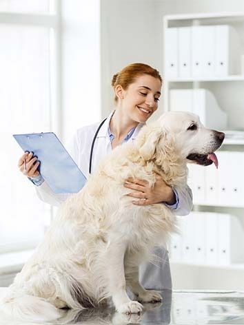 Vet with big yellow dog
