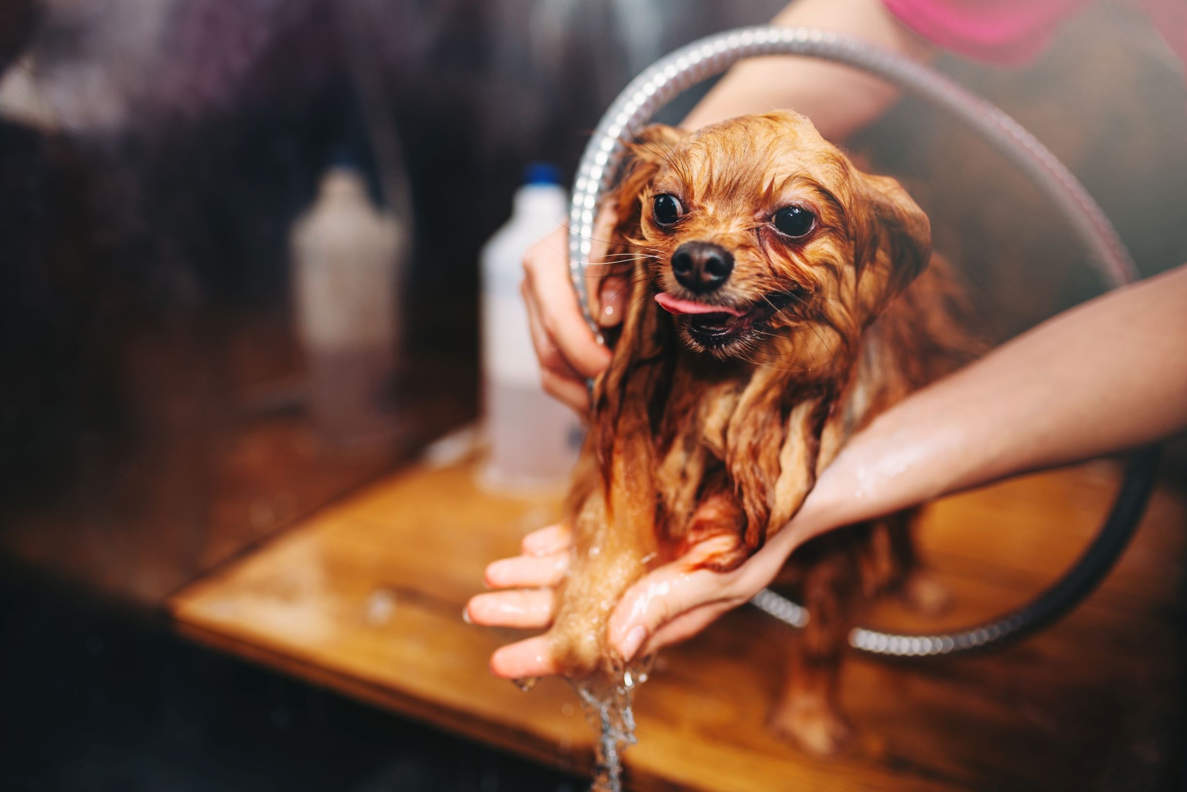 Dog Washing at The Dogfather