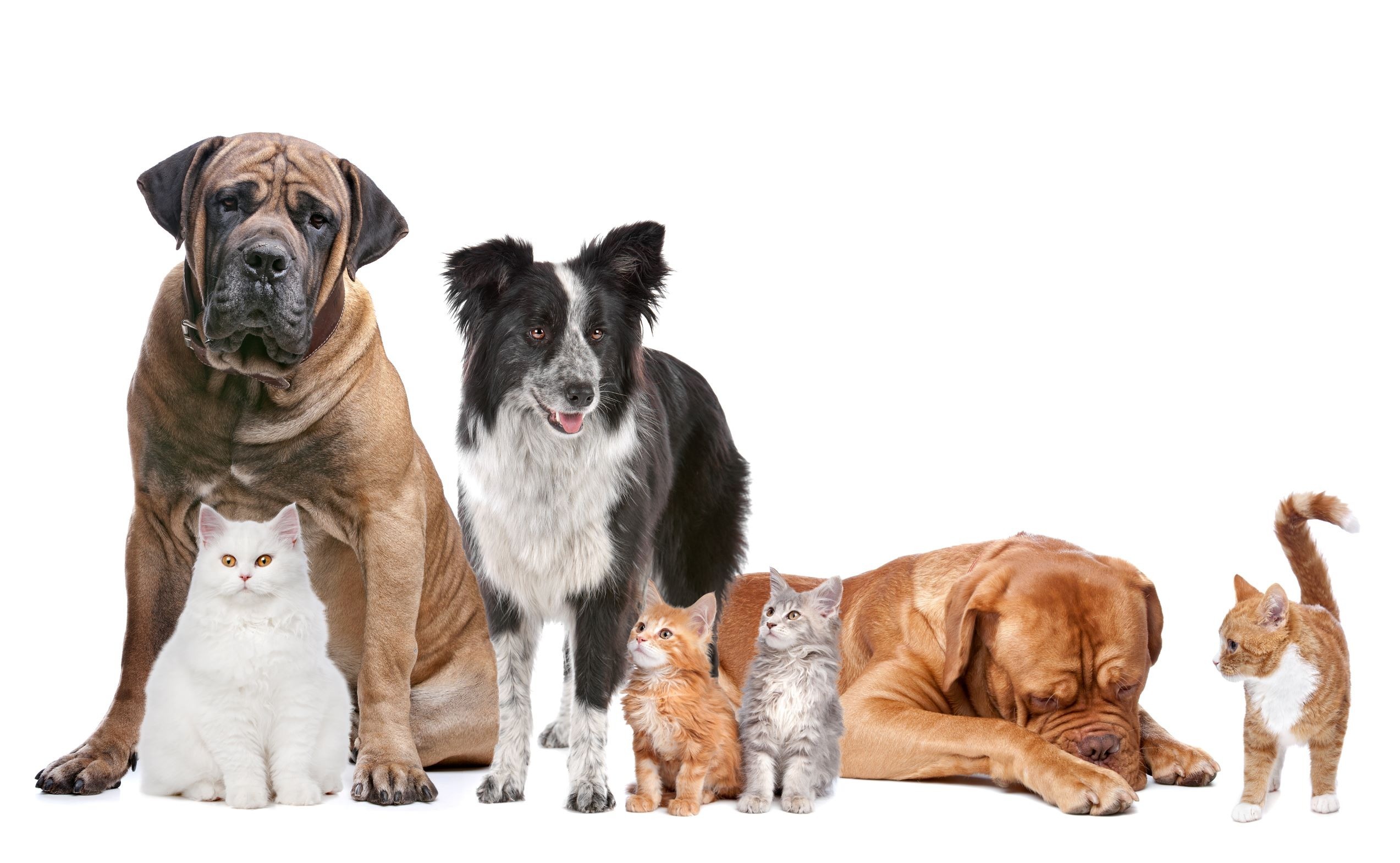 Dogs and cats
