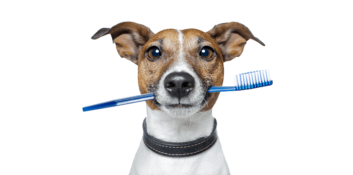 Brush your dogs teeth