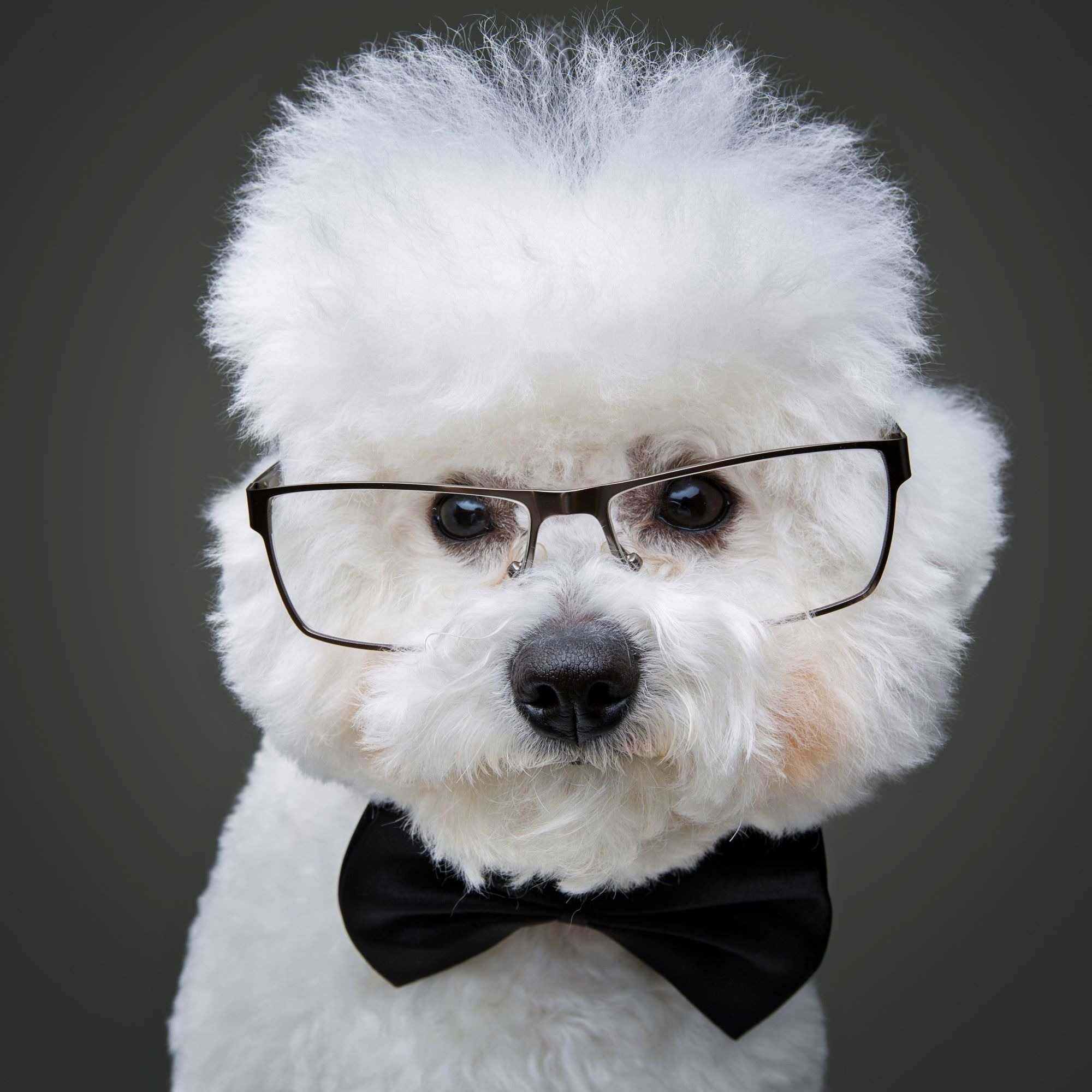 <img src="cute poodle.jpg" alt="smart dog in eyeglasses">