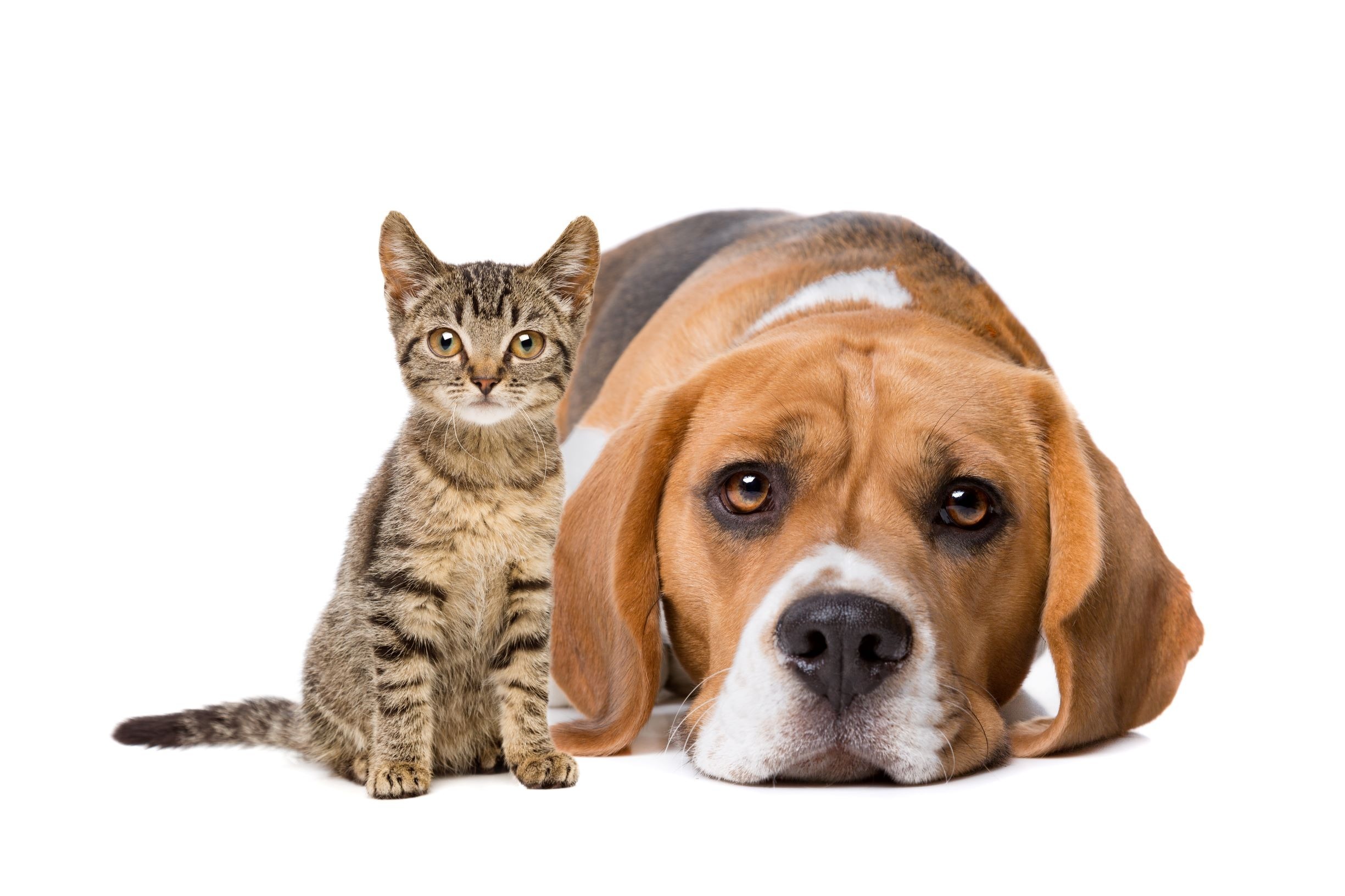 <img src="kitten and do.jpg" alt="kitty and dogr">