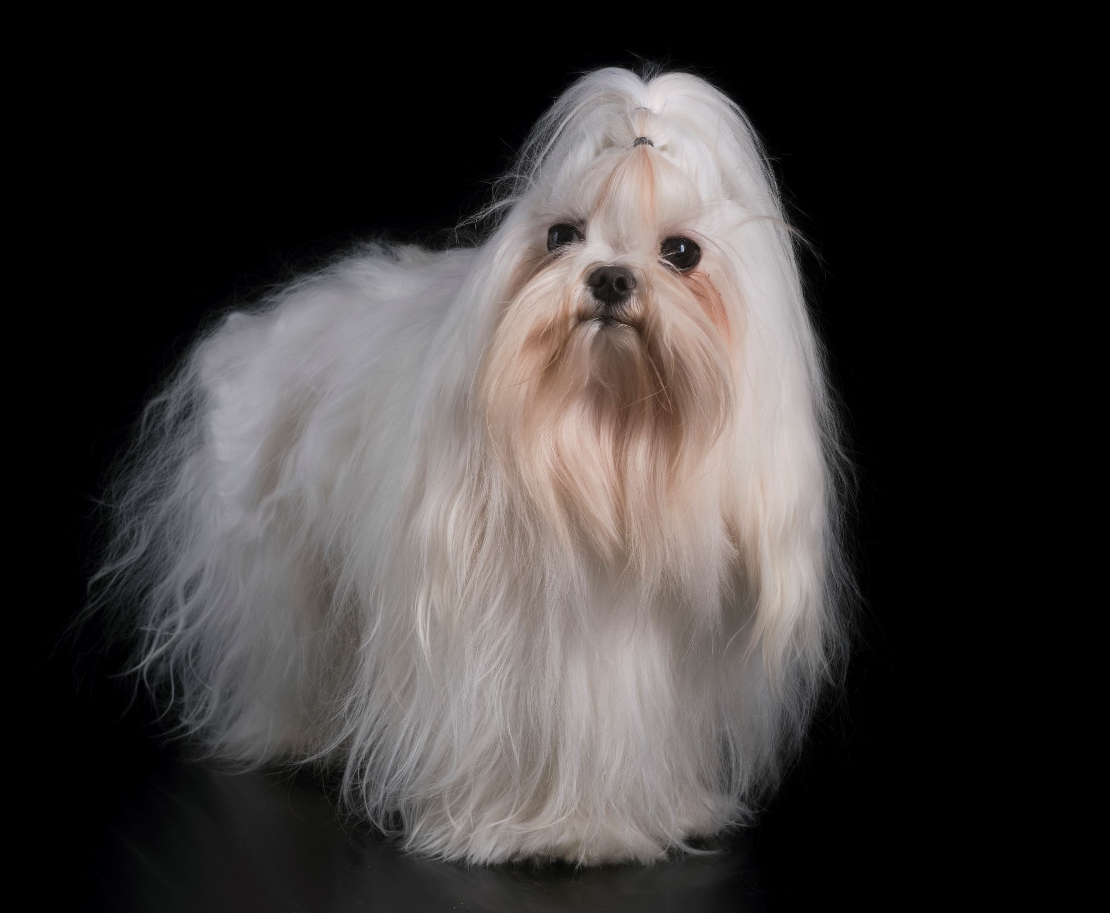 <img src="groomed dog.jpg" alt="well groomed dog">
