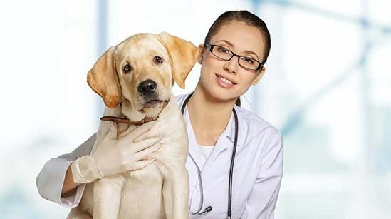 Vet with Yellow dog