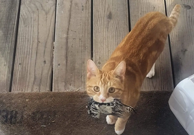 Why do Cats Bring You Gifts?