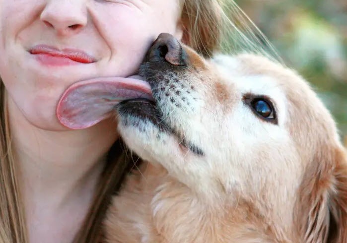 why-does-my-dog-lick-me