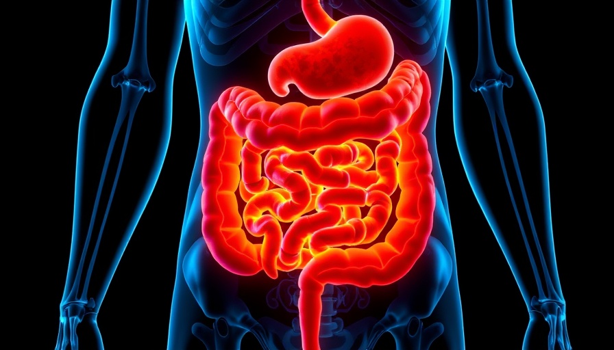 Digestive system illustration highlighting intestines, medical visualization.