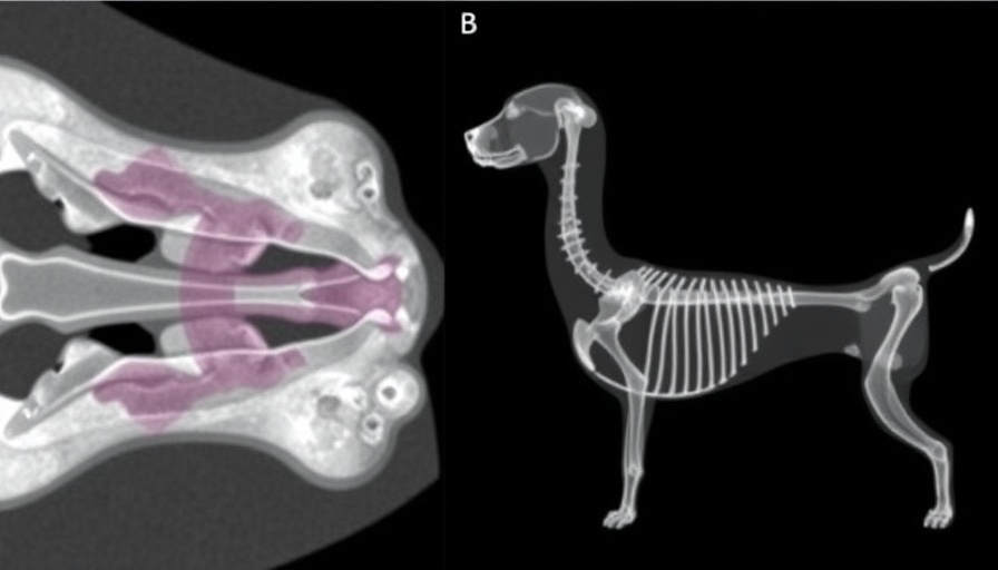 Longitudinal comparative study on osteogenic capacity using two collagenated xenografts in artificial bone defects in beagles