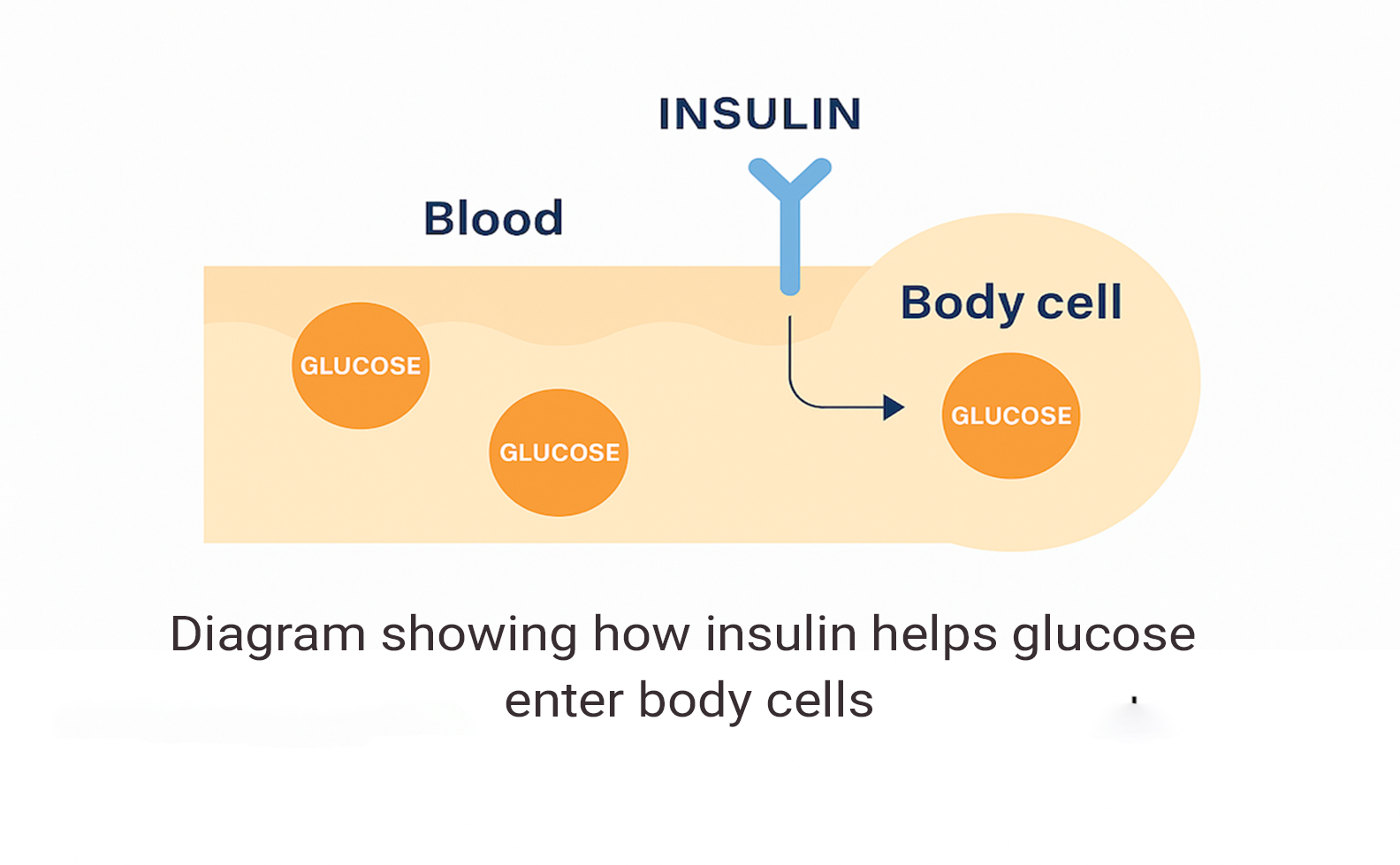 image_diagram showing how insulin helps glucose enter body cells