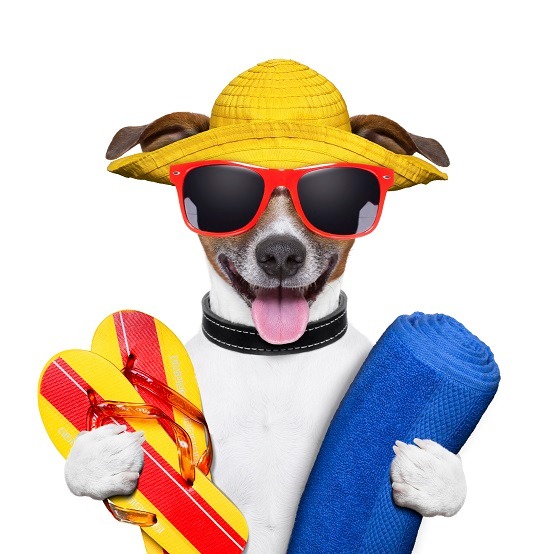 Dog holding beach gear