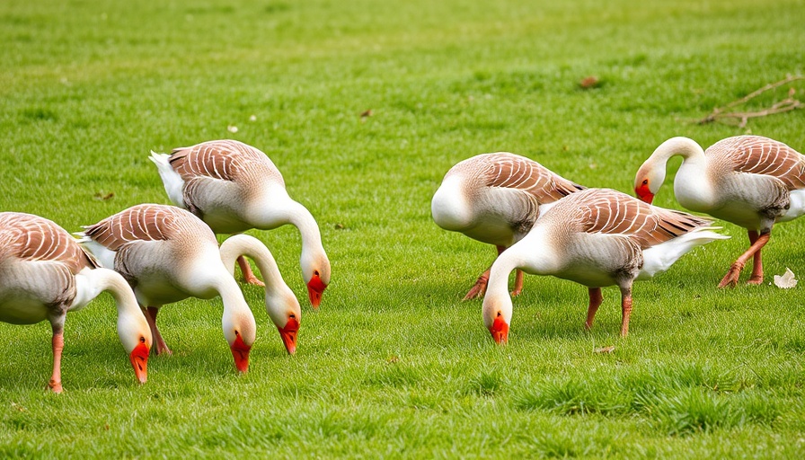 Geese grazing on a lush lawn, highlighting potential yard issues.