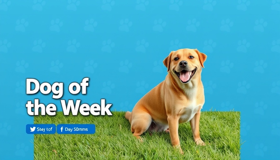 Dogster Photo Contest winner: brown dog on green grass.