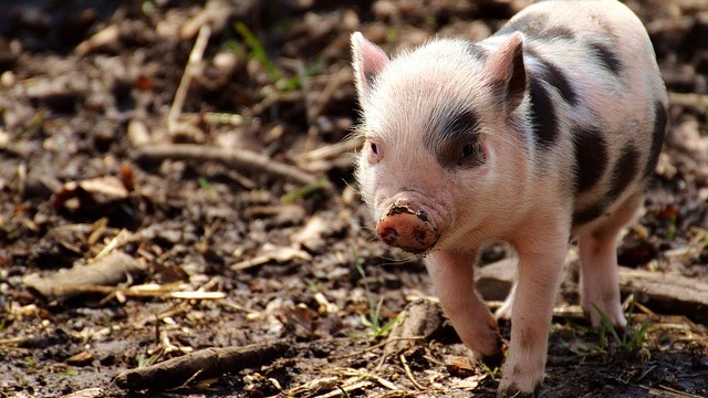 3D animated pig with a spider on its nose from Charlotte's Web series on HBO Max.