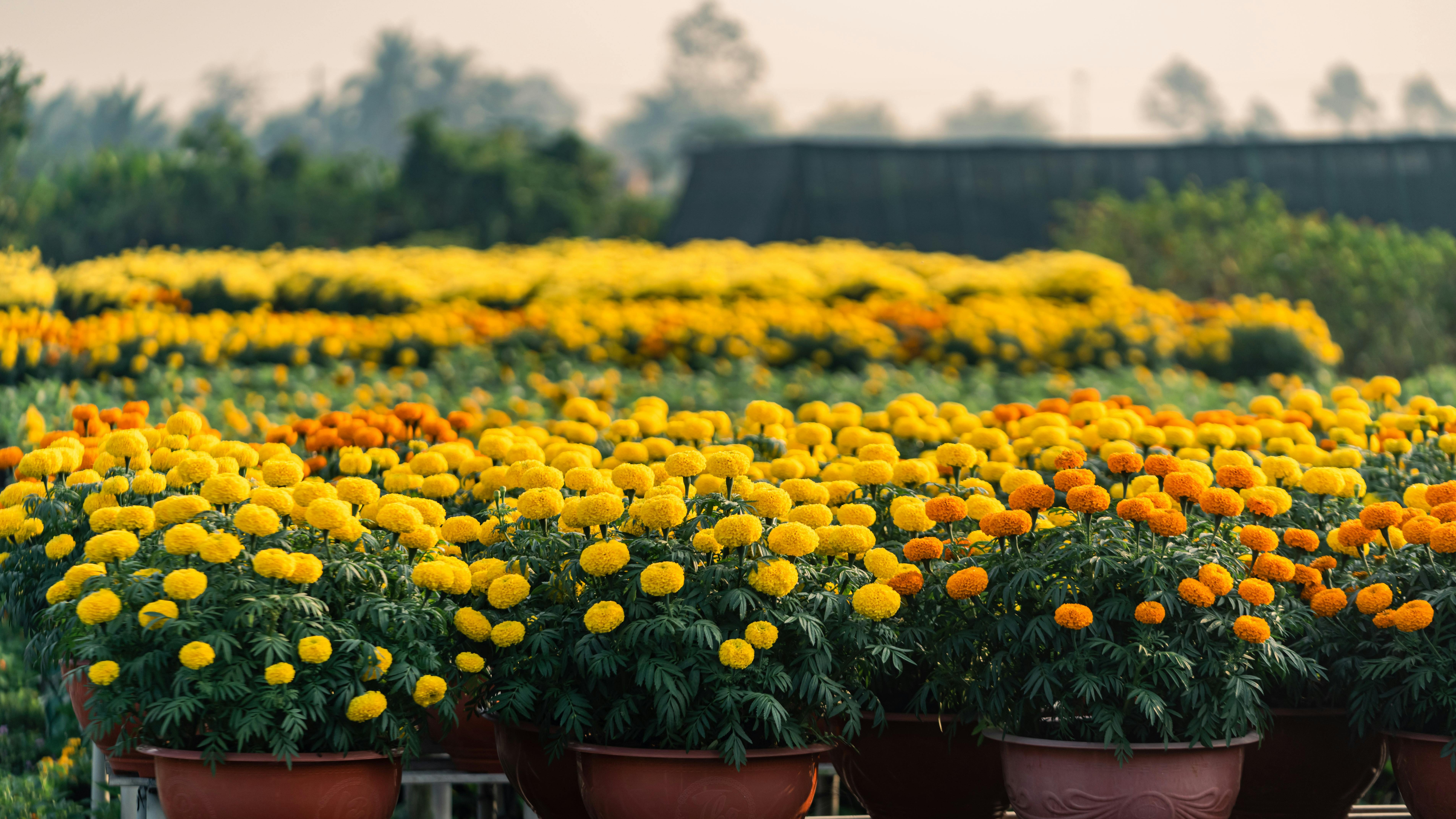 Colorful flower field at Omaha flower farm in sunny setting.