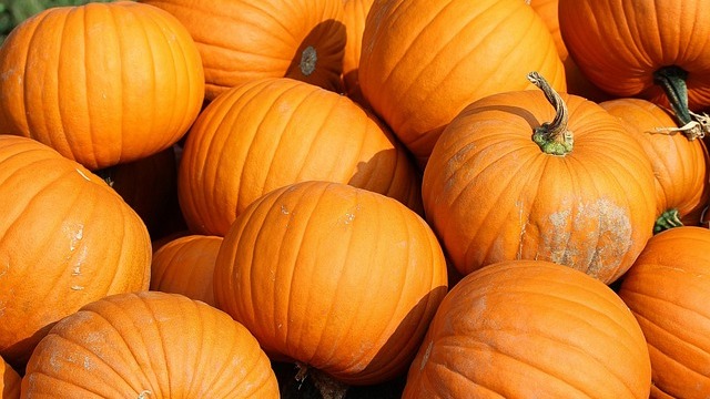 Children enjoying fall activities with pumpkins in Omaha 2024.