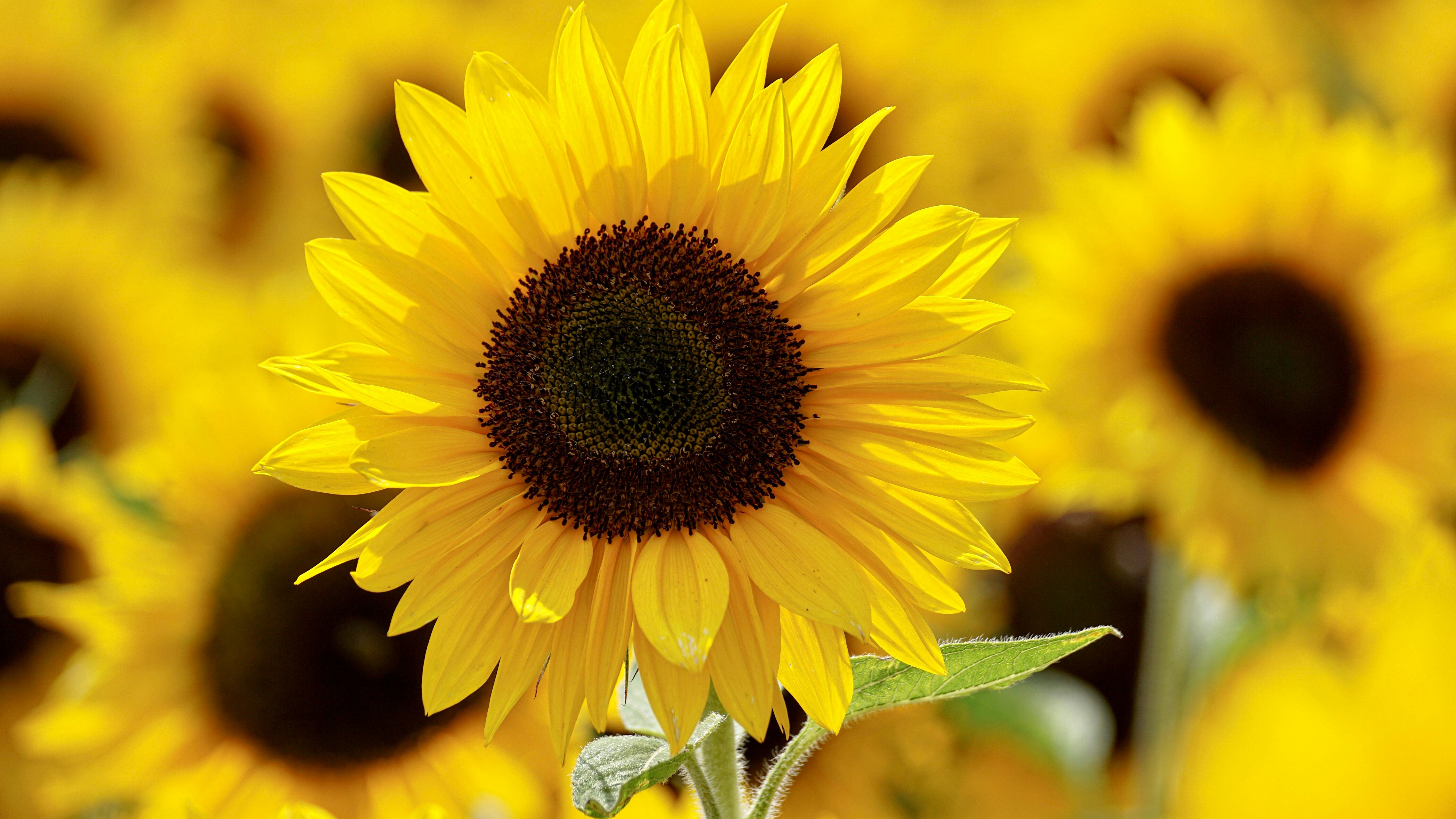 Bright sunflowers in Omaha under a blue sky with clouds.
