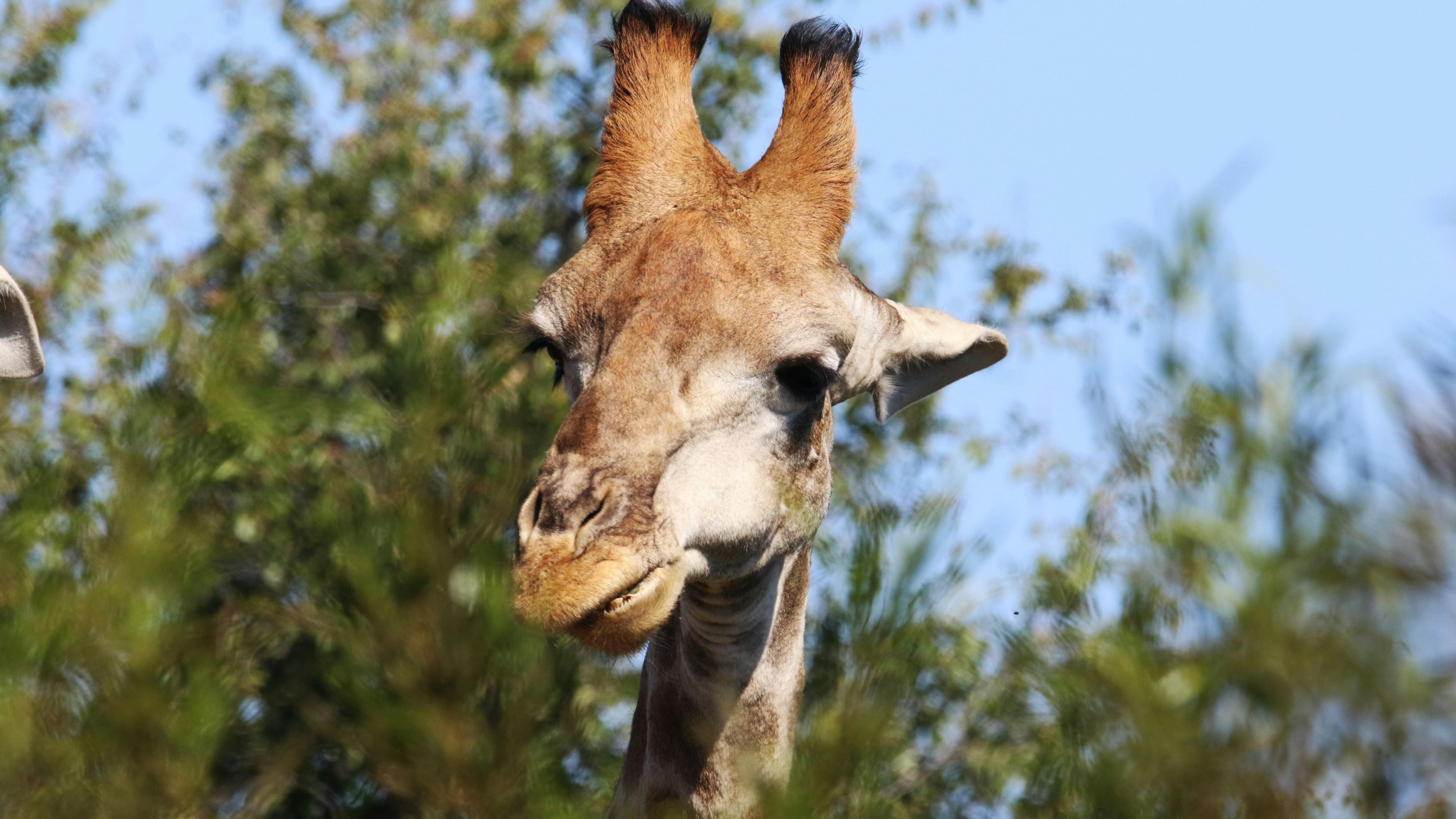Playful giraffe and rhino mascots at conservation event, Savanna the Giraffe