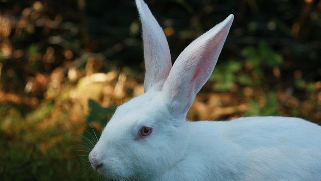 Cartoon rabbit with book symbolizing leadership and intellectual curiosity.